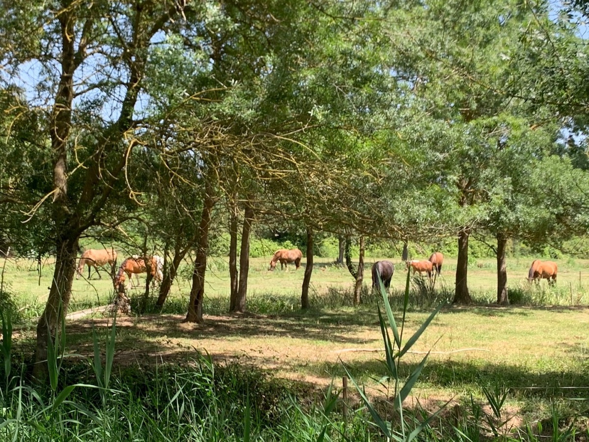Horses grazing in the Costa Brava: a discovery while cycling.